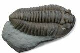 Prone Flexicalymene Trilobite - Mt Orab, Ohio #375235-1